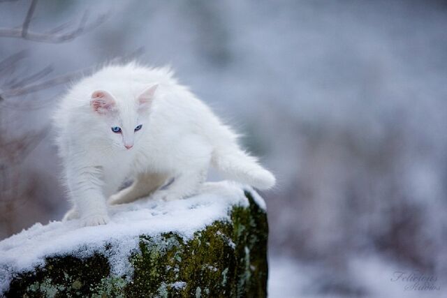 Файл:523006 white-cat p.jpg