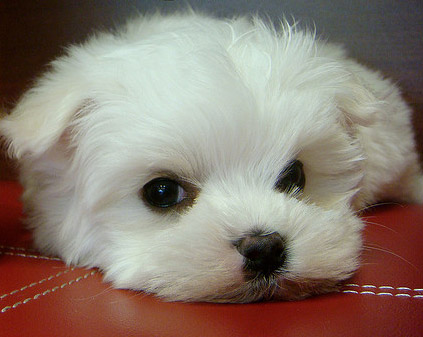 File:Cute-puppy.jpg