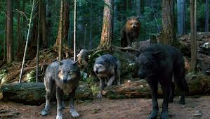 File:Wolf pack in wolf forms.jpg