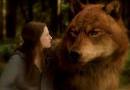 File:Bella and Jacob as a wolf.jpg