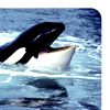 File:51.png
