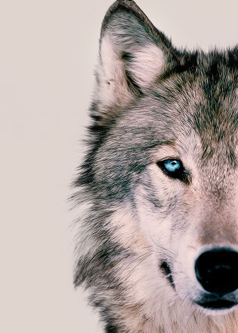 File:Tumblr mjrqcdb1YV1rmu4euo1 500.jpg