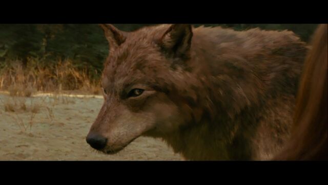 File:Jacob-wolf-first-time-new-moon.jpg