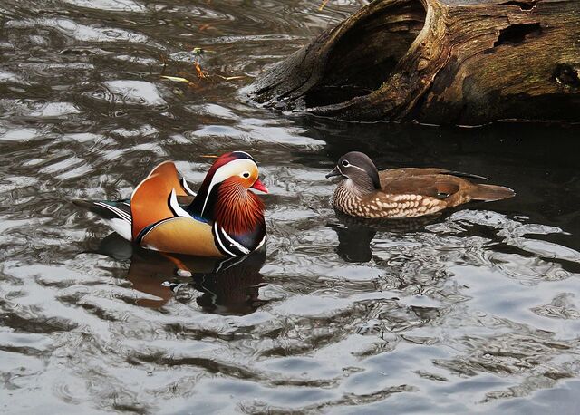 File:1024px-Mandarin Duck pair.jpg