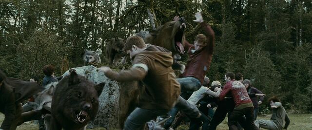 File:Twilight-saga-eclipse-werewolves-attack-newborn-vampires.jpg
