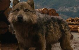 Seth loup.jpg