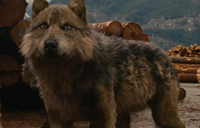 Fichier:Seth loup.jpg