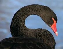 File:Swan.jpg