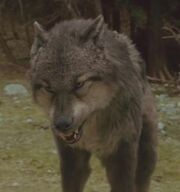 Paul Loup.jpg
