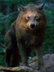 Wolves - Copy.jpg