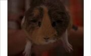 Schweinchen