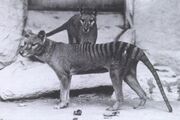 Thylacines