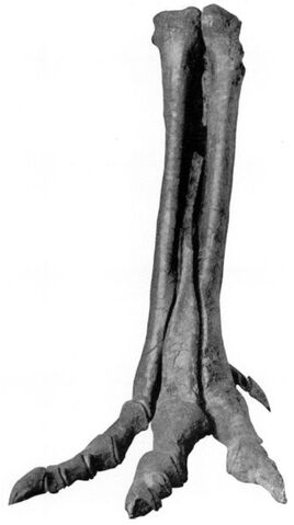 File:335px-Alectrosaurm olseni.jpg