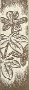 Ginseng