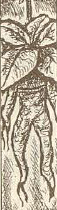 Mandrake Root