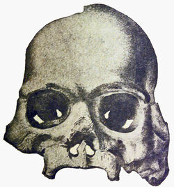 Calaveras Skull