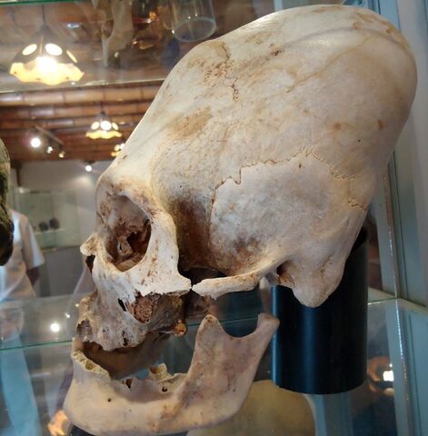 File:Paracas5.jpg