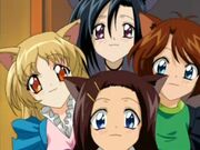 Main Cats