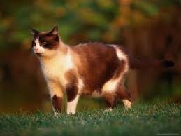 File:Molepaw.jpg