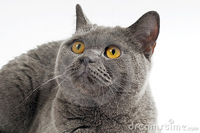File:UWCW cinderpelt.jpg
