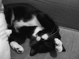 File:Mottlepaw.jpg