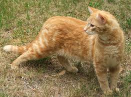 File:Lionstar.jpg
