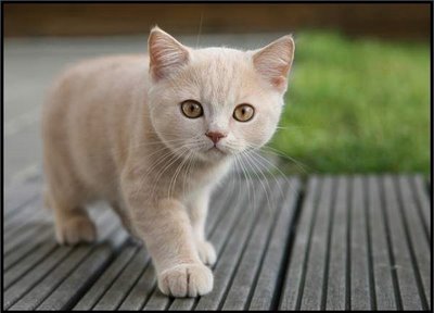 File:Cute-orange-cat.jpg