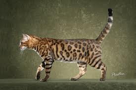 Leopardstar