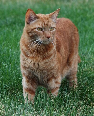 File:RedstarOfThunderClan.jpg