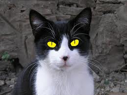 File:Jacques.jpg