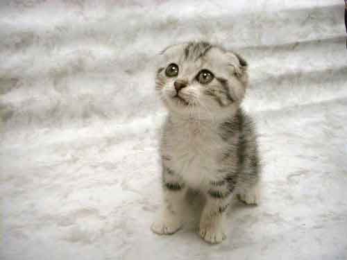 File:Alsocute4.jpg