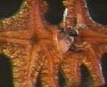 Thumbnail for version as of 14:41, June 22, 2013