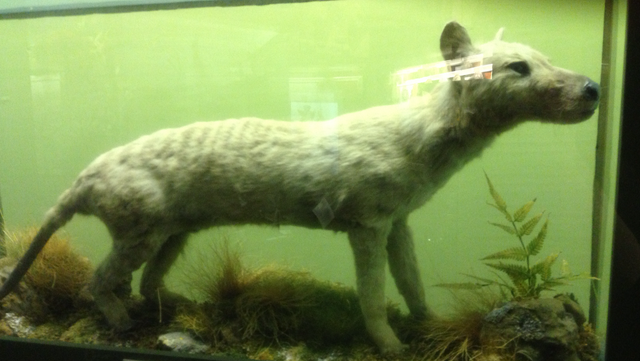 File:Thylacine .png