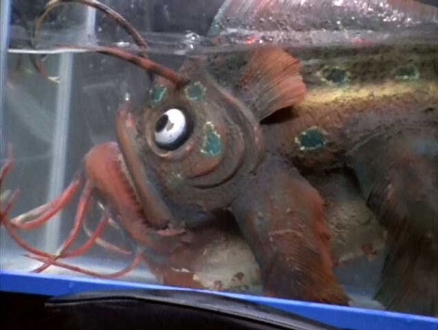 File:Angorasbabyultraman80 05.jpg