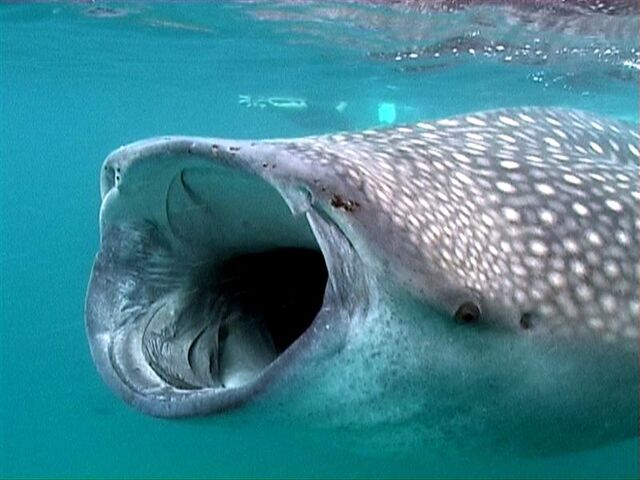 File:Whale-Shark-Mouth.jpg