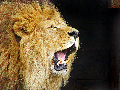 File:Roaring lion.jpg