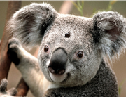 3 eyed Koala