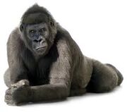 Evil Gorilla
