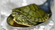 8136turtles 002