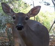 Doe