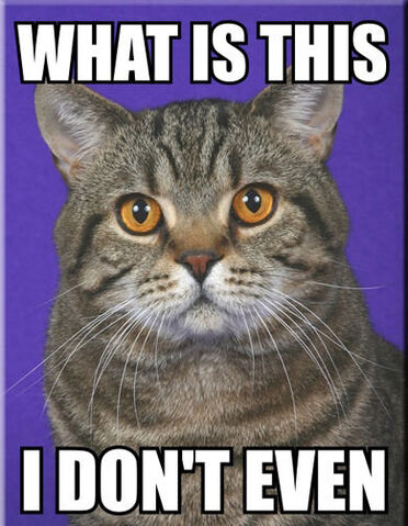 File:I dont even cat.jpg