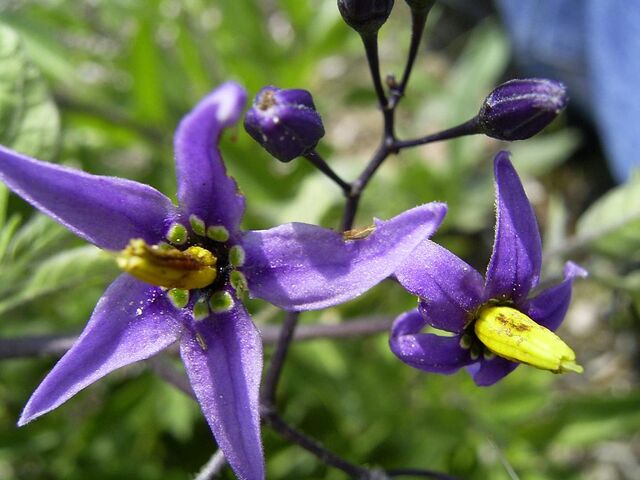 File:Bittersweet nightshade.jpg