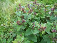 Burdock