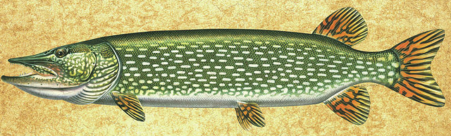 File:Pike.png