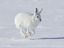 ArcticHare