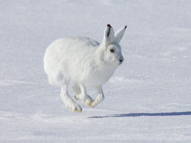 File:ArcticHare.jpg