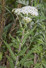 Common yarrow