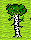 Birch