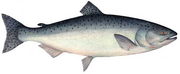 Salmon