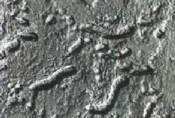 Life on mars2 fossil